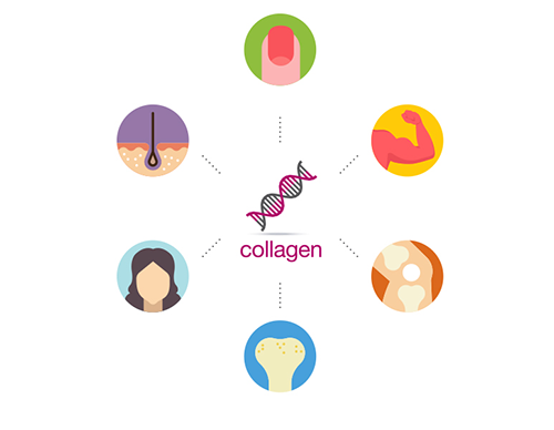 Collagen giúp duy trì sức khỏe của xương khớp, cơ bắp, tóc và móng
