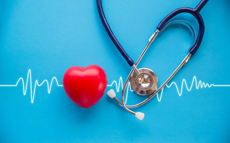Hoàng bá có thể giúp cải thiện mỡ máu, phòng ngừa rối loạn nhịp tim