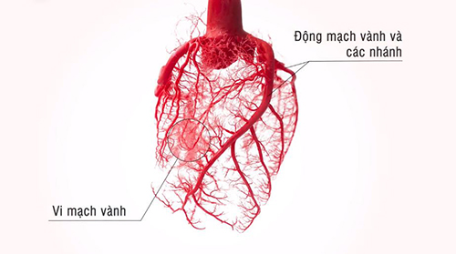 Cấu trúc hệ mạch vành nuôi tim