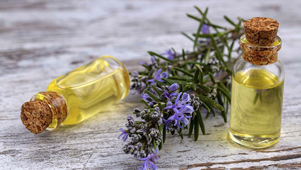 Tinh dầu hương thảo mang lại rất nhiều lợi ích cho sức khỏe, thậm chí còn giúp giảm đau đầu