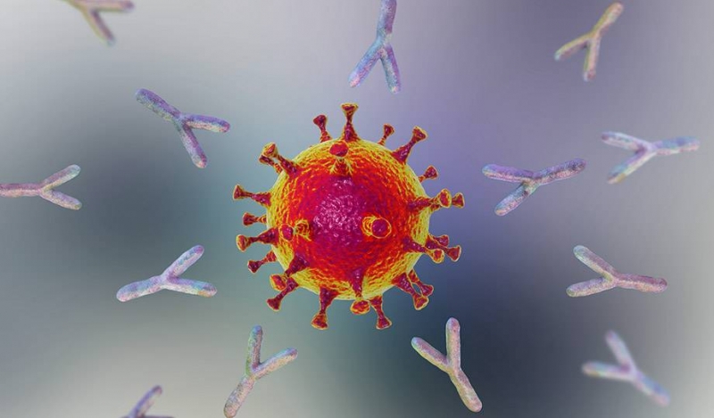 Cơ thể hình thành các kháng thể trung hòa và vô hiệu hóa virus