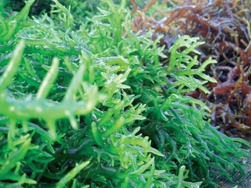 Hải tảo giúp cải thiện Basedow hiệu quả