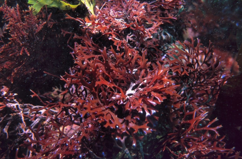 Tảo đỏ Ireland chứa hàm lượng iod cao