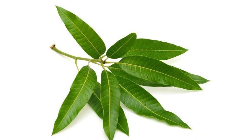 Sử dụng thảo dược lá xoài, hoàng bá, lá neem… giúp giảm phụ thuộc vào thuốc đái tháo đường