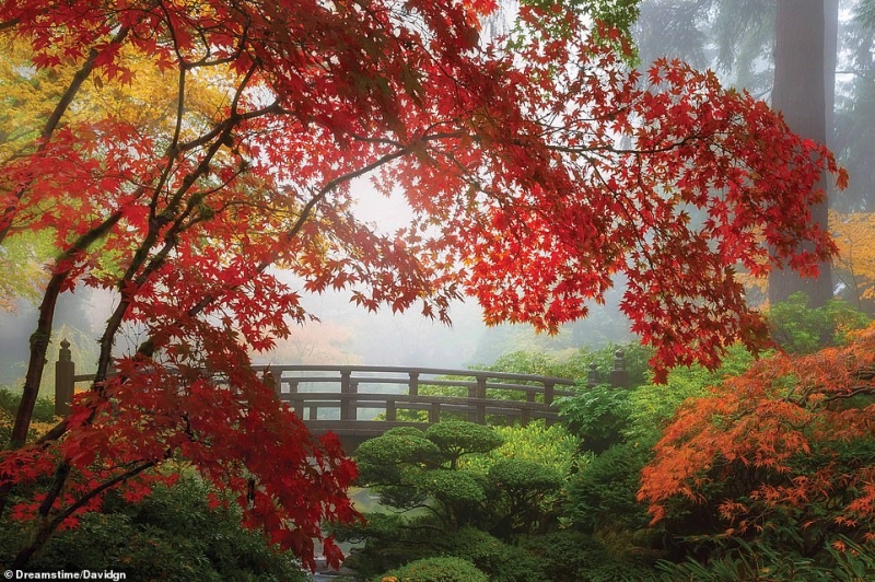 Vườn Nhật Portland, Oregon, Mỹ: Nhìn ra thành phố Portland, khu vườn này được xây dựng vào những năm 1950 sau Thế chiến II, như nhiều vườn Nhật khác ở Mỹ. Vườn mở cửa đón khách chính thức từ năm 1967 và tiếp tục được mở rộng, cải tạo.