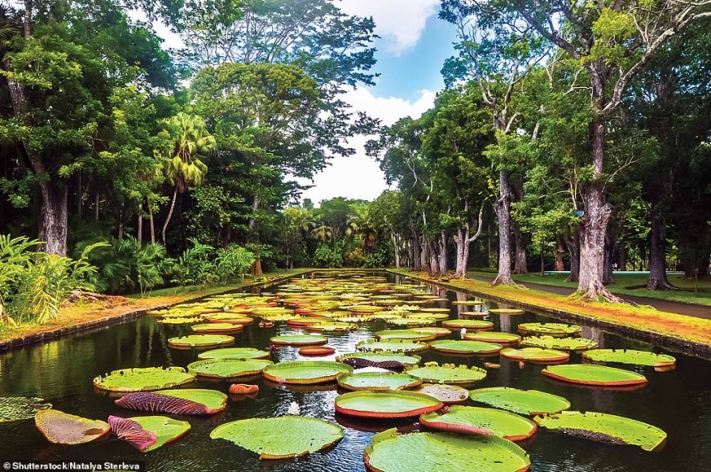 Vườn thực vật Pamplemousse, Port Louis, Mauritius: là một trong những khu vườn đẹp nhất mà bạn từng thấy. Với hơn 650 loài thực vật, đây cũng là một trong những nơi thu hút du khách nhất khi đến đảo quốc thiên đường nghỉ dưỡng Mauritius. Du khách chắc hẳn sẽ vô cùng ngạc nhiên khi bắt gặp những lá hoa súng khổng lồ với đường kính to đến 2m ở nơi đây.