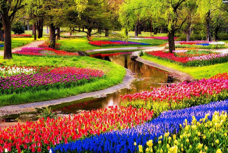 Keukenhof, Lisse, Hà Lan: Thiên đường hoa này gồm hàng trăm loại tulip được bố trí thành các khu rải rác. Tại đây, du khách có thể tản bộ dưới những tán cây, ngắm hoa và thư giãn bên hồ nước đẹp.