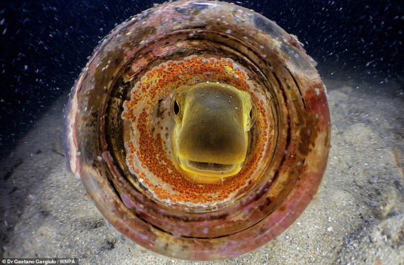 Bức ảnh thú vị chụp 1 con cá đang bị mắc kẹt trong 1 chai bia bỏ đi trên Vịnh Chowder, New South Wales đã mang về giải ba ở hạng mục Con người và Thiên nhiên cho nhiếp ảnh gia Gaetano Gargiulo.