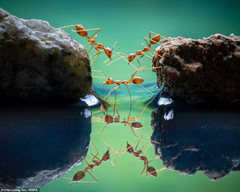 Ảnh chiến thắng hạng mục hành vi - động vật không xương sống chụp cảnh những con kiến lửa tạo thành cây cầu sống để đồng loại đi qua vũng nước. Ảnh của nhiếp ảnh gia Teo Chin Leong chụp ở Indonesia.
