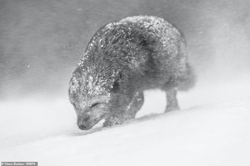 Mới đây, 14 hạng mục của giải World Nature Photography Awards 2022 đã tìm được chủ nhân. Trong đó, ảnh con cáo Bắc Cực đi trong bão tuyết ở Iceland của Vince Burton đã giành chiến thắng ở hạng mục đen trắng.