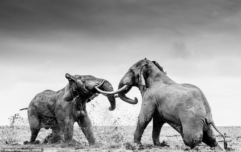 Khoảnh khắc trong trận giao chiến quyết liệt giữa 2 con voi tại Vườn quốc gia Amboseli, Kenya đã mang về nhiếp ảnh gia William Fortescue giải nhì ở hạng mục Hành vi - Động vật.