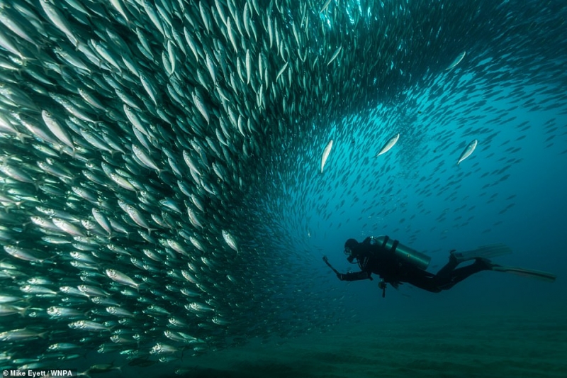 Một thợ lặn đang bơi giữa một đàn cá thu ngoài khơi bờ biển Cabo San Lucas, Mexico. Ảnh được chụp bởi Mike Eyett ở hạng mục Con người và Thiên nhiên.