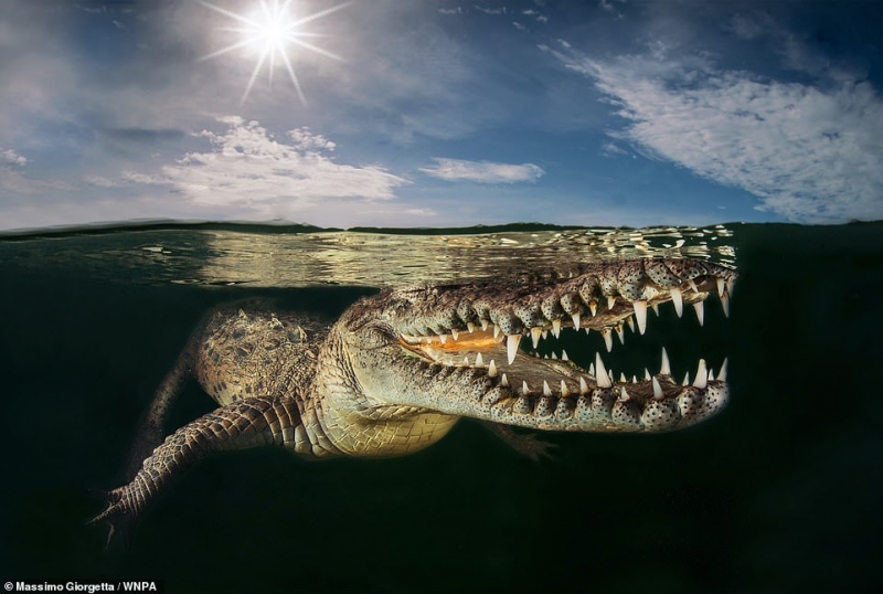 Bức ảnh thể hiện sự dũng cảm của nhiếp ảnh gia người Italia Massimo Giorgetta khi bắt được khoảnh khắc dưới nước của một con cá sấu tại quần đảo Jardines de la Reina (Cuba).