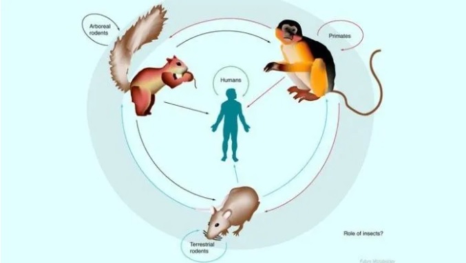 Sự lây truyền của bệnh đậu mùa khỉ từ động vật sang người - Ảnh: Medicine Future