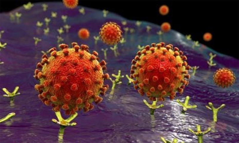 Virus SARS-CoV-2 xâm nhập vào cơ thể thông qua thụ thể ACE2