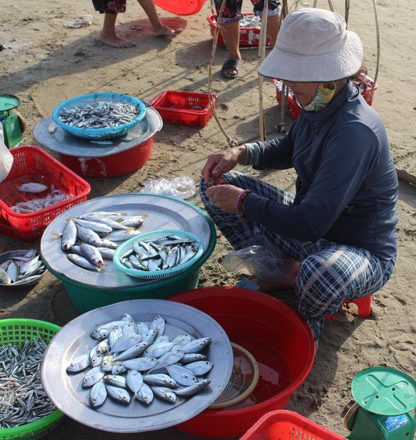 Những mẻ cá hấp dẫn và giá siêu rẻ ở chợ cá buổi sáng - Ảnh: Đức Bình