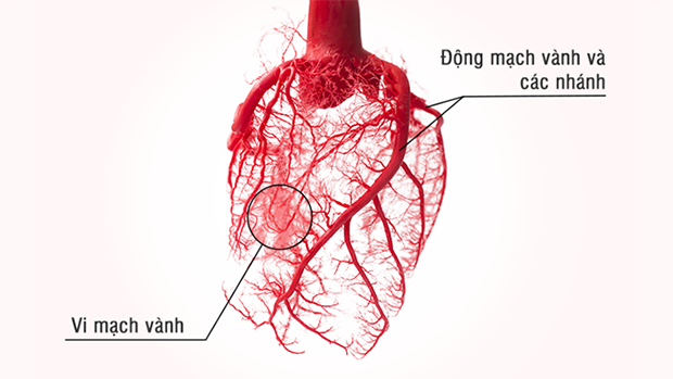 COVID-19 có thể trực tiếp phá hủy hệ thống vi mạch máu nuôi tim