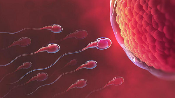Quá trình thụ thai sẽ diễn ra khi có sự kết hợp của trứng và tinh trùng