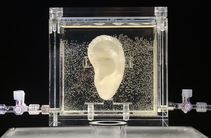 Một bản sao chiếc tai của họa sĩ người Hà Lan Vincent van Gogh sử dụng công nghệ in 3D được trưng bày tại bảo tàng ZKM, ở Karlsruhe, Đức - Ảnh: AFP via Getty Images