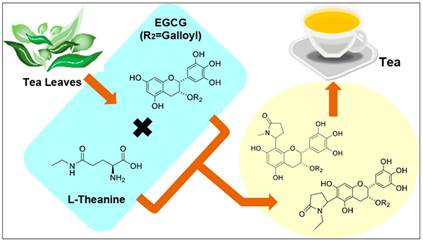 EGCG và L-Theanine là 2 polyphenol dồi dào nhất trong trà - Ảnh: American Chemistry Society