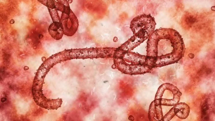 Virus Marburg cùng họ với Ebola, thuộc họ filovirus, độc nhất về mặt di truyền - Ảnh: Twitter: NewsBFM
