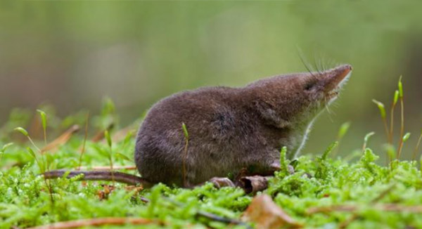 Virus Langya đã được tìm thấy ở loài chuột chù. 