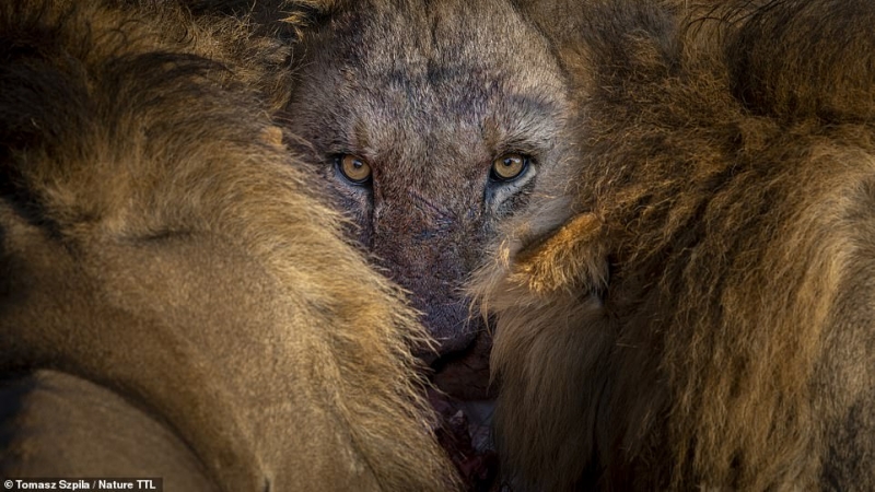 Nhiếp ảnh gia Ba Lan Tomasz Szpila giành giải nhất hạng mục “Chân dung hoang dã” với bức ảnh chụp một con sư tử trong khu bảo tồn Moremi Game Reserve thuộc đồng bằng châu thổ Okavango, Botswana.