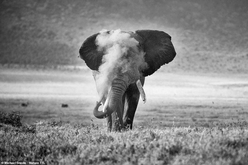Khoảnh khắc thú vị khi một chú voi hùng vĩ đang phun khói bụi từ vòi của nó, được chụp bởi nhiếp ảnh gia người Australia Michael Snedic ở Tanzania, Châu Phi