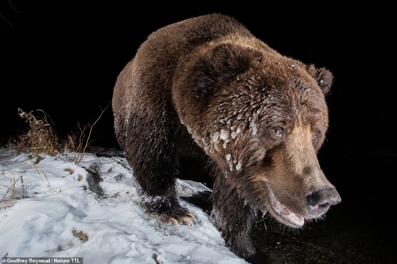Nhiếp ảnh gia người Pháp Geoffrey Reynaud về nhất ở hạng mục “Bẫy camera” với bức ảnh chụp một con gấu với bộ lông bị băng tuyết bám đầy tại ngôi làng Klukshu ở Yukon, Canada.