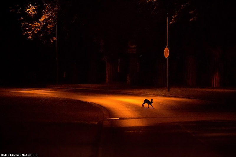 Chiến thắng trong hạng mục Động vật hoang dã đô thị là bức ảnh chụp một chú thỏ rừng đang băng qua một con đường ở thành phố Kassel của Đức dưới ánh đèn le lói trong đêm.