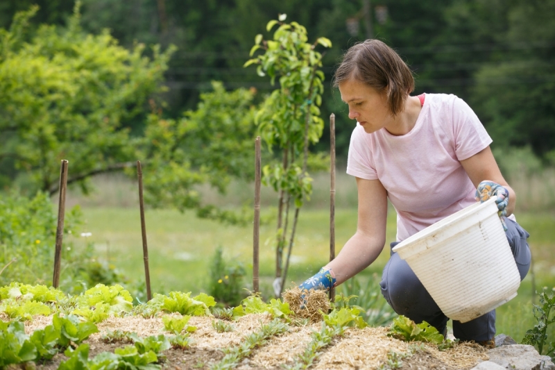 Làm vườn, chăm sóc cây giúp người cao tuổi sống vui, sống khỏe