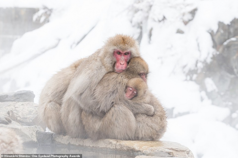 Nhiếp ảnh gia Hiromichi Shimizu giành giải đồng ở hạng mục “Thiên nhiên - Động vật hoang dã” với bức ảnh chụp những con khỉ Nhật Bản ôm nhau giữ ấm trong mùa đông lạnh giá.