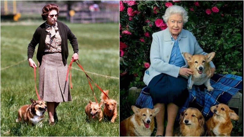 Nữ hoàng Anh đi bộ thường xuyên với đàn Corgi của mình 