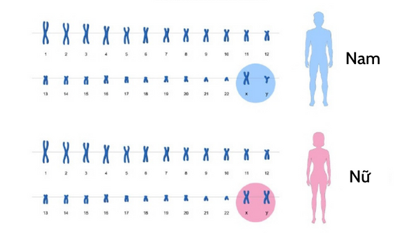 Nữ giới có hai nhiễm sắc thể X, trong khi nam giới có một nhiễm sắc X và nhiễm sắc thể Y.