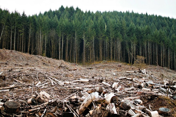 Các nhà khoa học lo ngại nạn phá rừng do khủng hoảng khí đốt