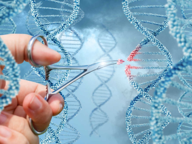 Kỹ thuật chỉnh sửa gene CRISPR được mệnh danh là kéo di truyền
