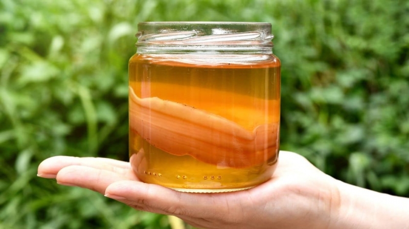Kombucha chứa nhiều probiotic tốt cho đường ruột vì nó được tạo ra từ quá trình lên men đường trong trà bởi men vi khuẩn 