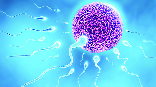 Số lượng tinh trùng thấp ảnh hưởng đến khả năng thụ thai