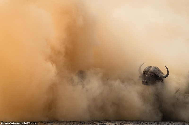 Trong ảnh là tác phẩm đoạt giải ở hạng mục Động vật có vú chụp một con trâu đang đi ra từ đám khói bụi tại tại Công viên Quốc gia Mana Pools. Ảnh của nhiếp ảnh gia người Đức Jens Cullmann.