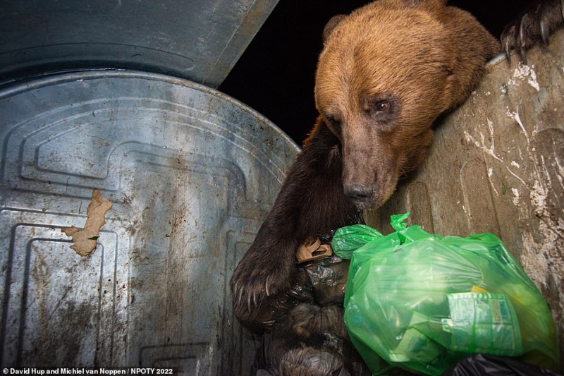 2 nhiếp ảnh gia David Hup và Michiel van Noppen đã bắt được khoảnh khắc một chú gấu nâu khổng lồ đang lục tìm thức ăn trong một thùng rác ở Transylvania, Romania.