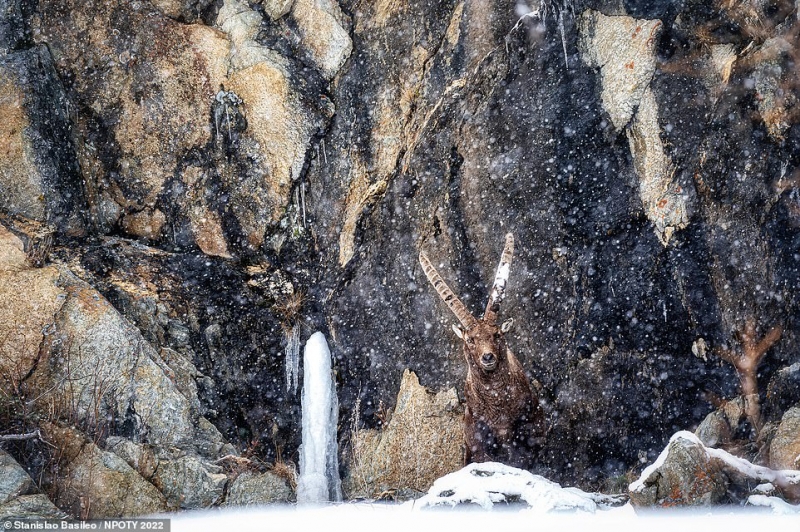 Khoảnh khắc một chú sơn dương Alpine trong cơn mưa tuyết tại Công viên Quốc gia Gran Paradiso ở miền Bắc nước Italia được đánh giá cao ở hạng mục Động vật có vú. Ảnh của nhiếp ảnh gia Stanislao Basileo.