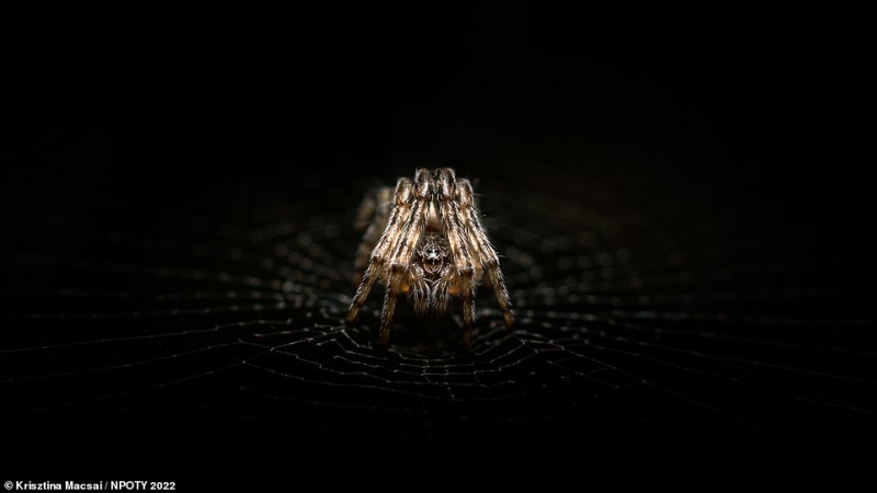 Bức ảnh cận cảnh ghi lại quá trình nhả tơ của một con nhện Cyclosa được chụp bởi nhiếp ảnh gia người Hungary Krisztina Macsai.