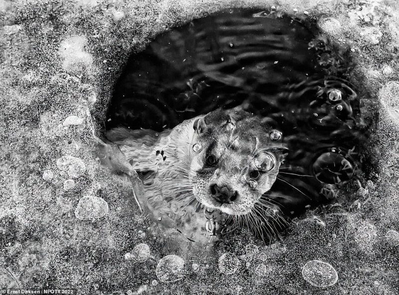Bức ảnh đoạt giải cao nhất hạng mục Đen trắng thuộc về khoảnh khắc đáng thương khi một con rái cá đang mắc kẹt sau một lớp băng dưới hồ nước. Bức ảnh được chụp bởi nhiếp ảnh gia người Hà Lan Ernst Dirksen.