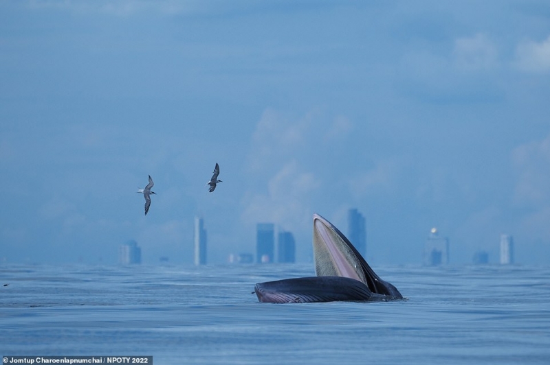 Nhiếp ảnh gia trẻ người Thái Lan Jomtup Charoenlapnumchai đã chụp được khoảnh khắc tuyệt đẹp này khi một con cá voi Bryde đang ngoi lên mặt nước ở Vịnh Thái Lan dưới với nền trời xanh ngắt ở thủ đô Bangkok.