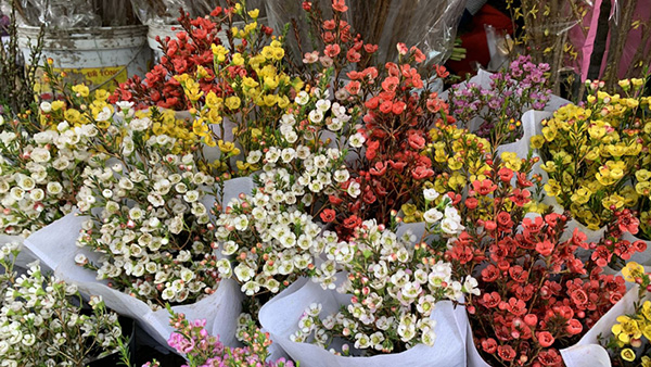 Thanh liễu là một loại hoa lạ được nhiều gia đình sử dụng trong những dịp Tết gần đây