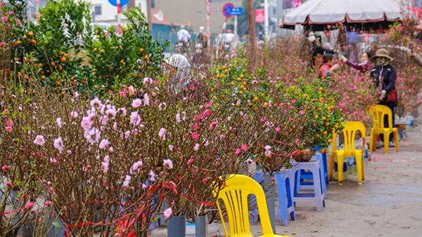 Mỗi dịp Tết đến, hoa đào lại được bày bán khắp nẻo đường, khu chợ - Ảnh: Việt An/Sức khỏe+