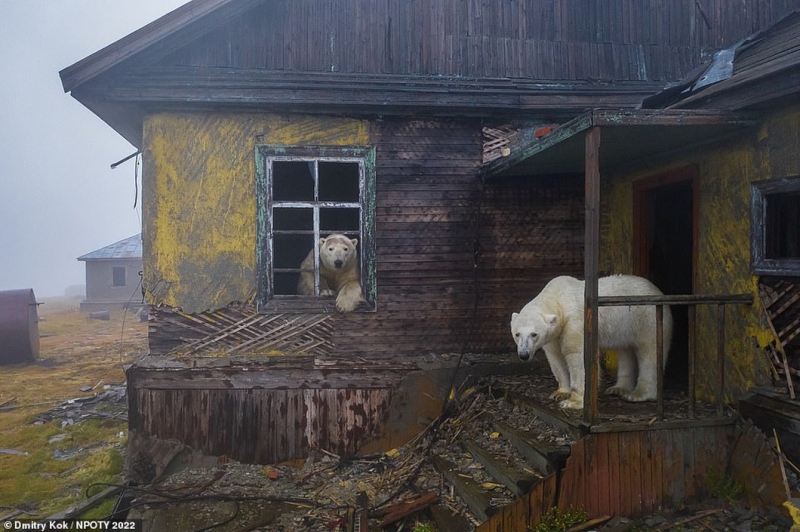 Ngôi nhà của những chú gấu của nhiếp ảnh gia Dmitry Kokh đoạt giải cao nhất cuộc thi Nhiếp ảnh gia thiên nhiên năm 2022