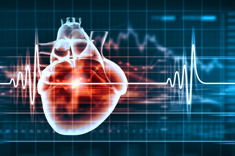 Khổ sâm có nhiều lợi ích cho người bị rối loạn nhịp tim