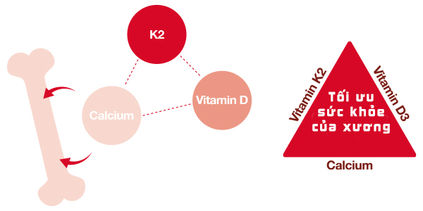Vitamin K và vitamin D cần thiết cho quá trình tạo xương