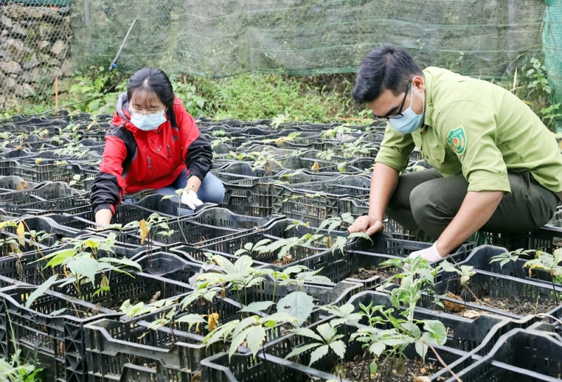Trồng và chăm sóc cây tam thất hoang tại Vườn Quốc gia Hoàng Liên - Ảnh: Báo Lào Cai